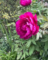 Peony Flower Seeds Rare Shrub Kinkaku Light Red Dark Gold Professional Paeonia Suffruticosa  Ornamental Garden Plant Garden Plant Seeds