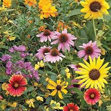 Wildflower Mix Seeds â€“ Colorful Annual & Perennial Blooms for Pollinators