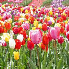 Tulip Bulbs for a bright addition to the DIY Garden Planting