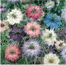Love-in-a-Mist Nigella Damascena Seeds valued for cottage Cut Flower Use