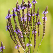 Blue Vervain Seeds known for stunning Show of Blue Flower Spikes