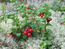 Vaccinium Vitas-Idaea (Mountain Cranberry Seeds prized for healthy Berries