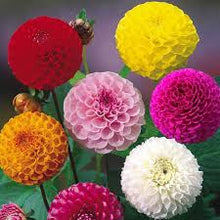 Dahlia Miniature Mixed Colors Easy-Grow Seeds for gardeners building out beds and borders