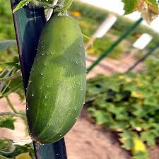 Market Cucumber (Cucumis sativus) heirloom seeds for garden use