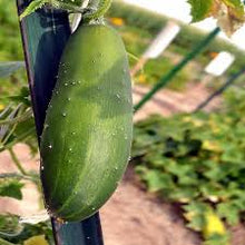 Market Cucumber (Cucumis sativus) heirloom seeds for garden use