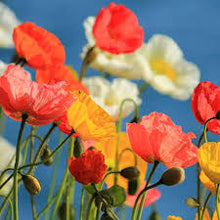 Poppy Seeds (Papaver somniferum) for a bright addition to the wildflower gardens and meadows