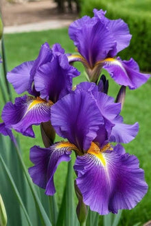 Lila Iris Seeds grown for easy Growing