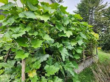 Climbing zucchini Rampicante Italian trumpet zucchini  Ornamental Garden Plant for Home Gardening