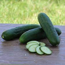 Raider F Cucumber Seeds (Cucumis sativus) for growers stocking the Vegetable Patch