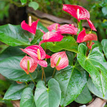 Anthurium Seeds for seasonal color across the Vibrant Indoor & Outdoor Garden Plants