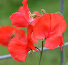 Scarlet Sweet Pea Seeds (Lathyrus odoratus) for a reliable harvest in the trellised home garden borders