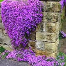 Aubrieta Cascade Purple Flower Seeds, Perennial Ground Cover Flower Seeds, Stunning Deer Proof et  Ornamental Garden Plant Premium Quality Seeds