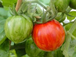 Skyreacher (Tomato Solanum lycopersicum hybrid vegetable) for planting in garden