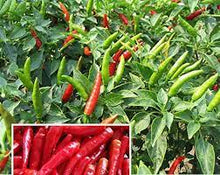 Brennender Bush Pfeffer Hot Pepper Seeds valued by growers for fiery, flavorful peppers in hot pepper collections or spicy