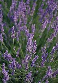 Purple Lavender Seeds for cooks growing their own fresh herbs
