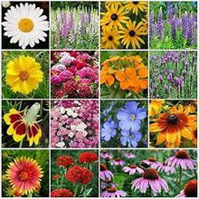 Besseya Wyomingensis Seeds for gardeners building out beds and borders