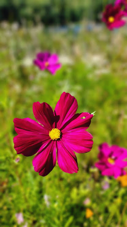 Cosmos 'Dazzler' Seeds for colorful blooms in the Container Planting