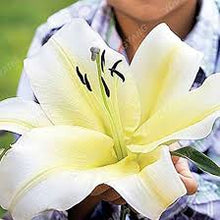 Lily Lilium Hybrida Super Large Scent Rare Mix Flower Seeds for Planting – Fragrant Blooms for Garden Beds and Indoor Pots