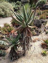 Aloe Africana Aloe africana for planting in herb garden