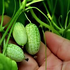 Melon (‘Green Machine’) for planting in garden