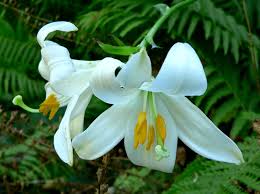 Garland Flame Lilium Brownii for planting in flower bed