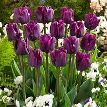 Light Yellow Perfume Tulip Seeds grown for beautiful Perennial Flowers