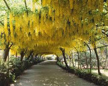 Gemeine Goldregen Golden Chain Tree Seeds