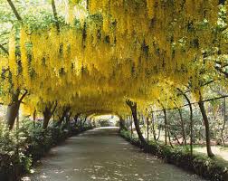 Gemeine Goldregen Golden Chain Tree Seeds