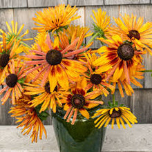 Chim Chiminee Rudbeckia Seeds for a colorful addition to any planting