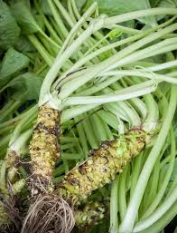 Wasabi Seeds Japanese Horseradish Bonsa Seeds DIY Home Garden  Ornamental Garden Plant Garden Plant Seeds