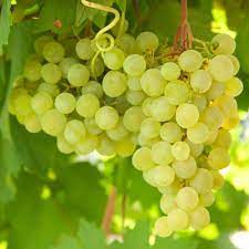 Gold Finger Grape Vitis vinifera Seeds