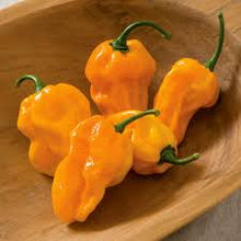 Tomato Solanum Lycopersicum Mexican Midget Seeds for growers stocking the Kitchen Containers