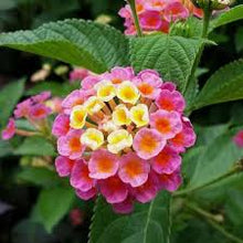 Lantana Camara Bonsai Seeds known for multi-Color Flowering