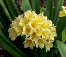 Dark Yellow Clivia Rare Houseplant  Ornamental Garden Plant Garden Plant Seeds