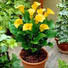 Yellow Calla Lily Seeds for a bright addition to the Flower Bed & Garden