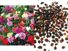 Carnation Dianthus caryophyllus flower seeds for planting in home garden or decorative borders - for planting in home garden