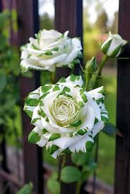 Rose Rosa spp for planting in flower beds