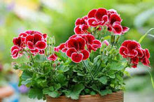 Geranium Pelargonium Hortorum Seeds for seasonal color across the Indoor Garden Borders