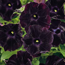 Black Petunia Seeds known for bonsai