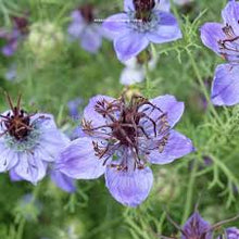Nigella Love in the Mist Midnight Blue Seeds known for elegant, Blue Flowers