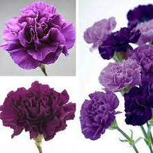 Dianthus Diamond Series purple Seeds for a bright addition to the annual flower garden blooms