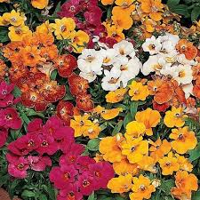 Nemesia Poetry Rose flower seeds â€“ delicate spring blooms for beds and pots