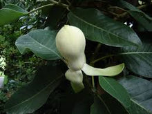 Magnolia Insignis (Manglietia) Evergreen Fragrant Seeds for growers seeking a long-blooming display