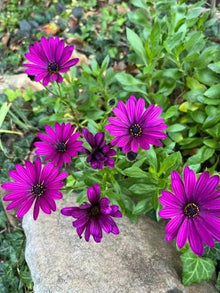 African Mixed Eyed Daisy Osteospermum Seeds for gardeners building out beds and borders