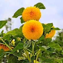 Buttercream Sunflower Seeds (Helianthus annuus) for a lasting display in the flower beds and sunny borders
