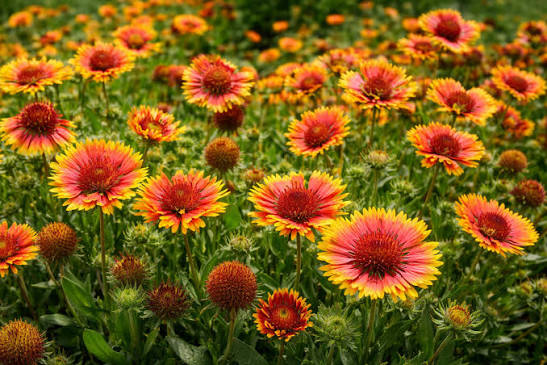 Gaillardia 'Pulchella Red Plume' Seeds prized for nursery Planting