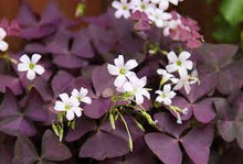 Red Oxalis, Wood Sorrel Oxalis, Purple Oxalis, True Clover Flower, Clover Flower, Perennial Bonsa Seeds, Outdoor for Home Garden  Ornamental Garden Plant for Home Gardening