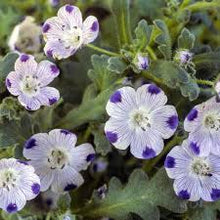 Cinque Spot Nemophila Seeds for colorful blooms in the Borders & Pots