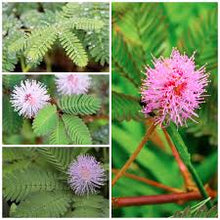 Heirloom Mimosa Pudica with Pink Seeds known for sensitive Plant & Bashful Grass