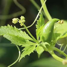Cyclanthera Pedata Seeds (Cyclanthera pedata) for climbing cover in the vegetable patches and climbing gardens